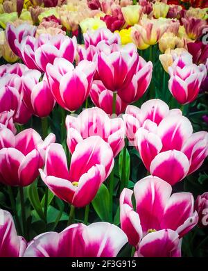Tulipes multicolores dans un jardin Banque D'Images