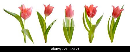 Fleurs de tulipes roses isolées sur fond blanc. Ensemble de tulipes vectorielles réalistes. Illustration vectorielle florale de printemps Illustration de Vecteur