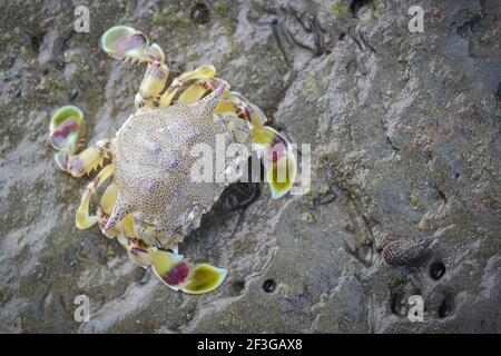 Crabe commun de lune Banque D'Images