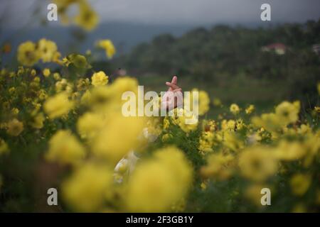 main de femme avec code de main de l'amour dans le jardin de fleur de caudatus cosmos. une célébration des mains livrées par fleurs jaunes en fleur. amour doigt sym Banque D'Images