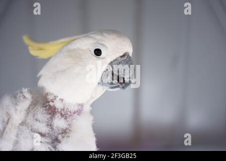 perroquet blanc qui est malade. plumes de cou d'oiseau qui tombent à cause de la maladie Banque D'Images