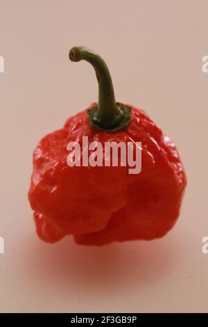 Gros plan sur Red Scotch Bonnet Pepper Banque D'Images