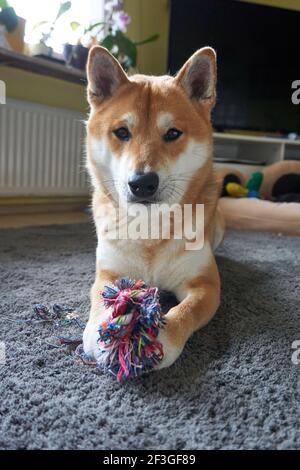 Un cliché vertical d'un chien japonais joueur Shiba Inu par terre Banque D'Images