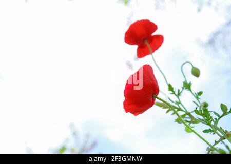 Fleur de pavot rouge (ou opium) sur fond de nuage blanc Banque D'Images