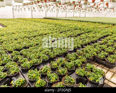 Zinnia rampant mexicain Banque D'Images