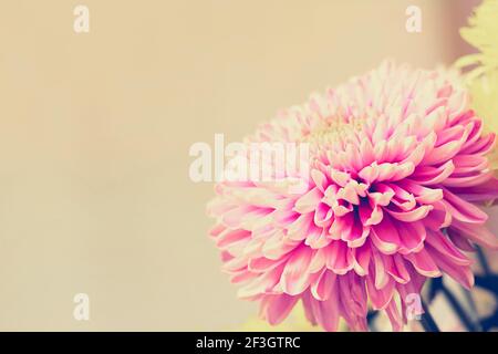 Fleur de chrysanthème rose avec effet de couleur de style vintage - bordure concevoir l'arrière-plan avec l'espace de copie Banque D'Images