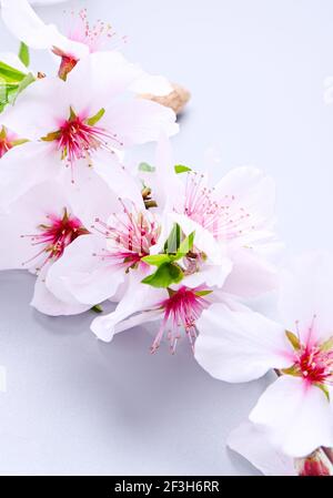 Gros plan sur la branche d'amande en fleurs. La délicate fleur d'amande est un symbole du nouvel an et du printemps chinois. Photo de haute qualité Banque D'Images