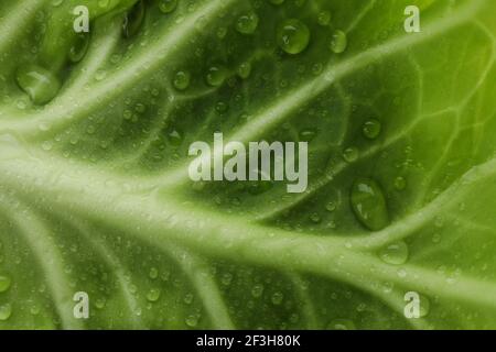 Chou vert frais avec gouttes d'eau sur tout le fond, gros plan Banque D'Images