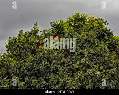 Mandarine aux fruits mûrs, bourgeons et fleurs sur fond de ciel orageux Banque D'Images