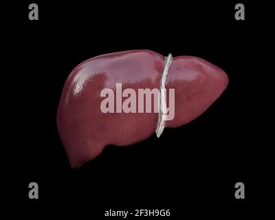 Structure anatomique du foie réaliste. Organe du système hépatique, foie humain pour les médicaments médicaux, conception pharmaceutique et pédagogique. Rendu 3D, Illustration Banque D'Images