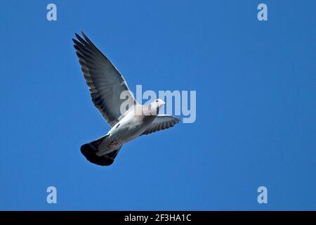 Pigeon colombin (Columba oenas) Banque D'Images