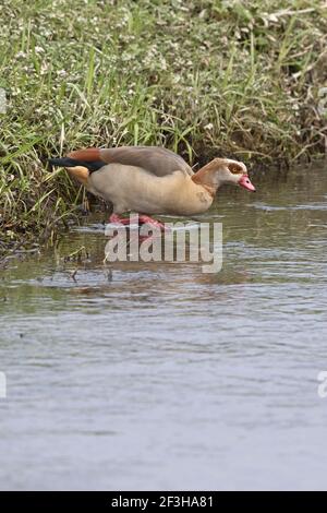 Egyptian goose (Alopochen aegyptiacus) Banque D'Images