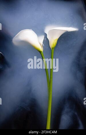 Calla fleurs dans le bain sombre avec du lait Banque D'Images