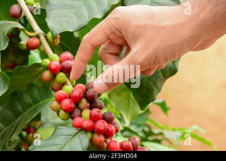 Cueillir à la main des grains de café rouges sur l'arbre à café - Arabica café Banque D'Images