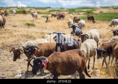 Vue sur une chèvre de montagne et un groupe de moutons de montagne qui broutage dans le champ avec une cloche autour de leur cou, dans la Serra da Estrela au Portugal Banque D'Images