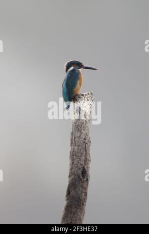 Commune Kingfisher Alcedo meninting Keoladeo Ghana National Park Bharatpur Rajasthan Inde BI018092 Banque D'Images