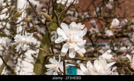 Gros plan des fleurs de magnolia blanc Banque D'Images