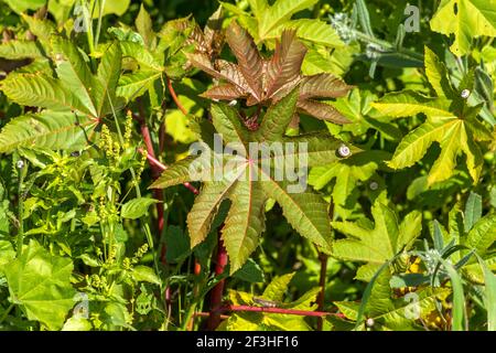 La feuille de Ricinus communis, le haricot de ricin ou l'huile de ricin gros plan avec un escargot dessus Banque D'Images