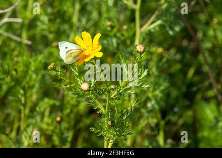 Fleurs de chrysanthème sauvages jaunes avec papillon de chou blanc sur flou arrière-plan Banque D'Images