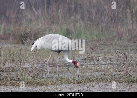 Grue Sarus - alimentation dans le marais Grus antigone Keoladeo Ghana Parc national Bharatpur Rajasthan Inde BI018274 Banque D'Images