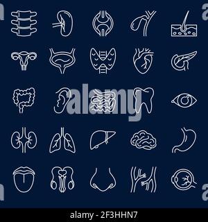 Icône organes internes humains définie en mode ligne fine. Collection de symboles médicaux. Illustration vectorielle. Illustration de Vecteur