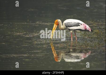 Stork peint - recherche de nourriture Mycteria leucocephala Keoladeo Ghana Parc national Bharatpur Rajasthan Inde BI018431 Banque D'Images