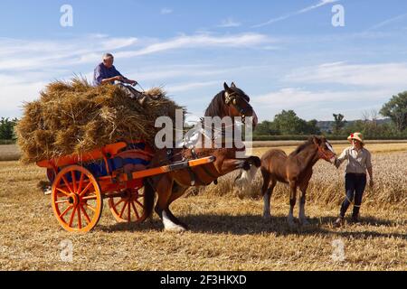 Shire cheval tirant une charrette traditionnelle en bois chargée de paille et avec son poulain en présence. Banque D'Images