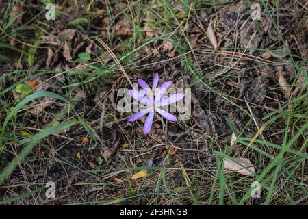 Fleurs rose pâle de safran de sable (nom latin Colchicum arenarium) Dans le sable de Subotica (Suboticka pescara) en Voïvodine, dans le nord de la Serbie Banque D'Images