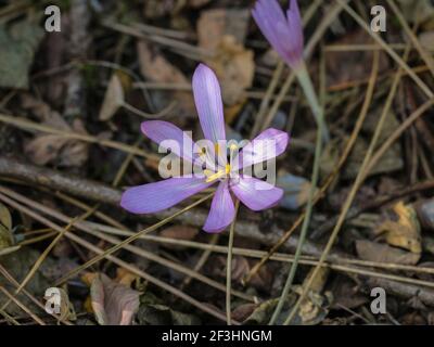 Fleurs rose pâle de safran de sable (nom latin Colchicum arenarium) Dans le sable de Subotica (Suboticka pescara) en Voïvodine, dans le nord de la Serbie Banque D'Images