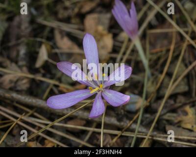 Fleurs rose pâle de safran de sable (nom latin Colchicum arenarium) Dans le sable de Subotica (Suboticka pescara) en Voïvodine, dans le nord de la Serbie Banque D'Images