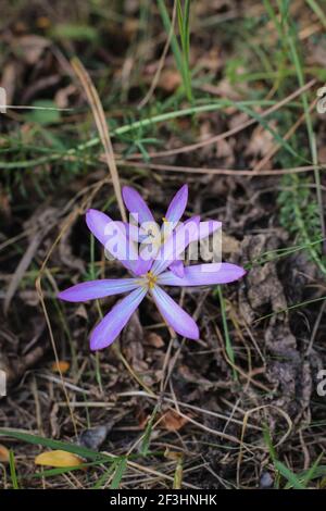 Fleurs rose pâle de safran de sable (nom latin Colchicum arenarium) Dans le sable de Subotica (Suboticka pescara) en Voïvodine, dans le nord de la Serbie Banque D'Images