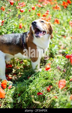 Drôle de jeune beagle chien dans le champ de pavot d'été Banque D'Images