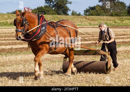 Un cheval de Suffolk Punch tirant un rouleau avec un cavalier Banque D'Images