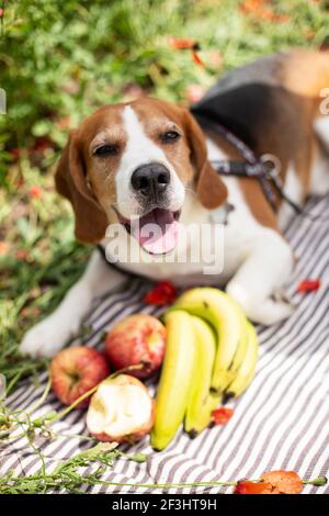 Jeune chien de beagle sur l'herbe verte couché près des fruits couverture Banque D'Images