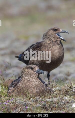 Grand Skua (Stercorarius skua). Couple au nid. Islande Banque D'Images