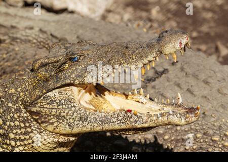 Crocodile cubain (Crocodylus rhombifer), en danger critique, captif dans une ferme de reproduction de crocodiles, péninsule de Zapata, Cuba Banque D'Images