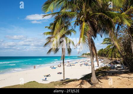 Plage et Coconut Trees (Cocos nucifera) à Varadero, Cuba Banque D'Images