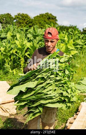 Tabac commun (Nicotiana tabacum), récolte des feuilles de tabac, plantation de tabac Alejandro Robaina, province de Pinar del RÃ­o, Cuba