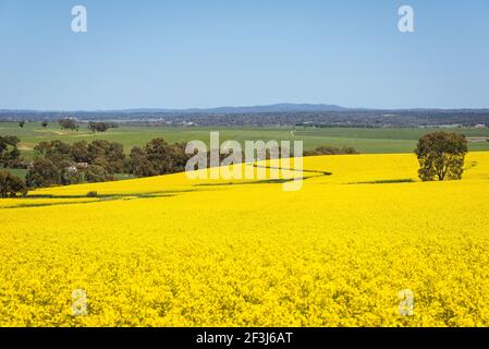Vue panoramique sur le champ de canola dans la Barossa Valley, en Australie méridionale Banque D'Images
