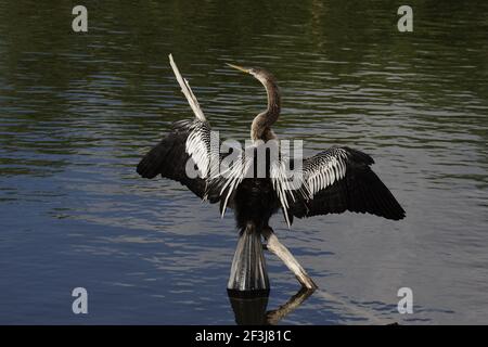 Anhinga Sing Wings (Anhinga anhinga) Parc national des Everglades, Floride, États-Unis BI000037 Banque D'Images