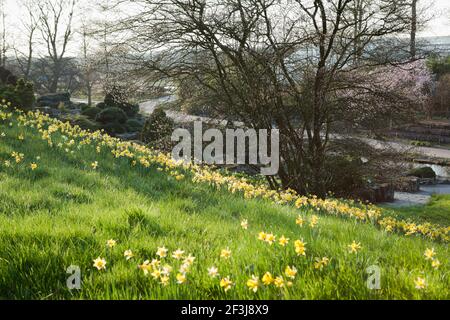 Narcissi jaune vif sur la pente de la prairie alpine à RHS Wisley au printemps Banque D'Images