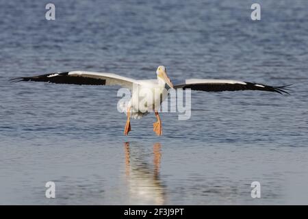Pelican blanc américain entrant dans la terre (Pelecanus erythrorhynchos) Ding Darling NWR, floride, Etats-Unis BI001079 Banque D'Images