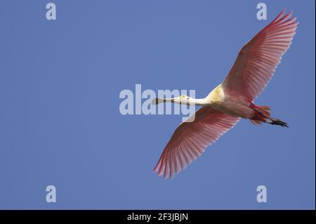 Vol Roseatte Spoonbill (Ajaia ajaja) Ding Darling NWR, floride, États-Unis BI001515 Banque D'Images