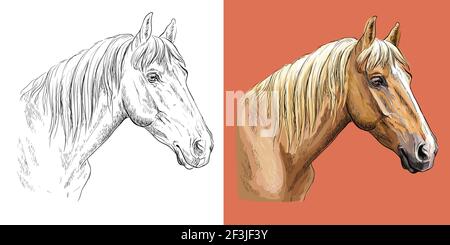 Tête réaliste de cheval de châtaignier sportif. Vecteur noir et blanc et coloré illustration isolée de cheval. Pour la décoration, livre de coloriage, design, pr Illustration de Vecteur