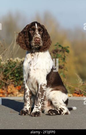 Un Springer Spaniel anglais (homme, 17 semaines) assis. Allemagne Banque D'Images