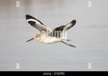 Willet en vol (Catoptrophorus semipalmatus) fort de Soto, floride, États-Unis BI002105 Banque D'Images