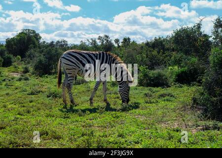 Vue sur l'herbe de zébrée dans le parc national d'Addo, en Afrique du Sud Banque D'Images