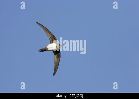 Alpine Swift - en vol (Apus melba) Extramadura, Espagne BI002910 Banque D'Images