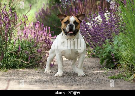 Bulldog français. Jeune homme debout dans un jardin. Allemagne Banque D'Images
