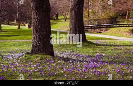 Les crocodiles dans les jardins du spa Baden Baden Germany, Europe Banque D'Images